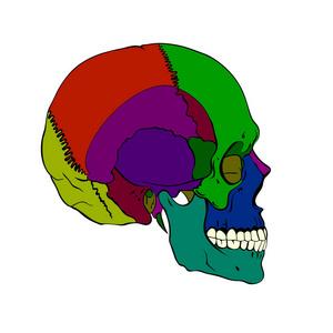 彩色人类的头颅骨与较低的下巴照片