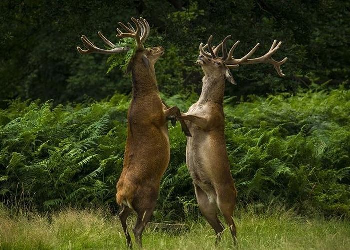 两只鹿情到浓时突然用后腿站起来,似向对方尽诉衷情.
