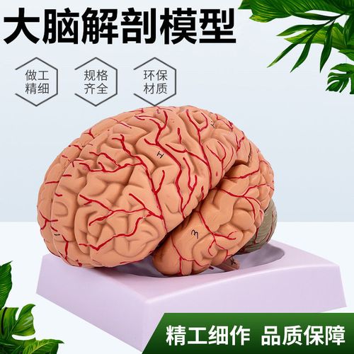 1:1比例人体大脑解剖模型 仿真脑半球脑干脑室间脑小脑 神经外科