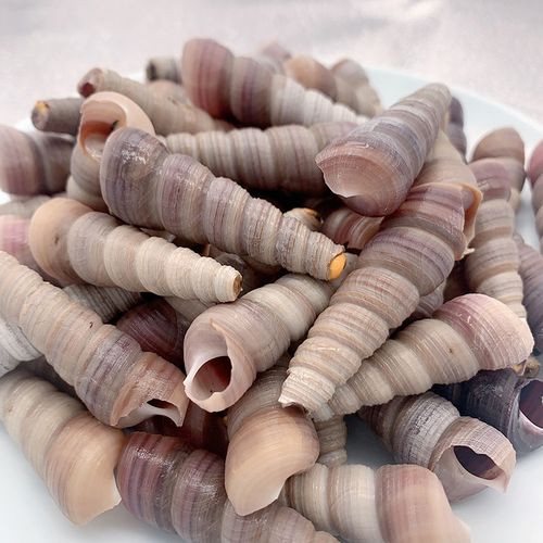 鲜活海鲜钉螺尖螺海螺水产250克海螺