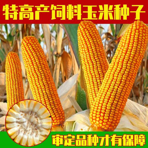玉米种子高产