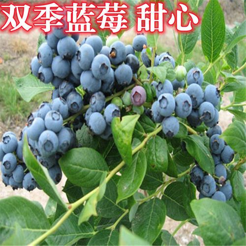 新品种斯巴坦蓝莓树苗南北方种植蓝莓苗阳台盆栽地栽当年结果