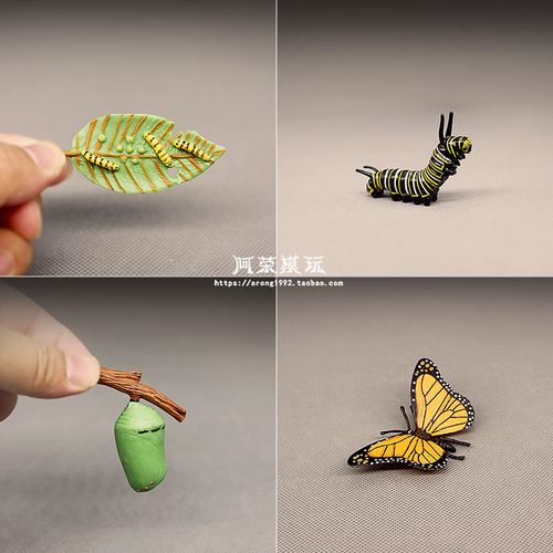 认知玩具昆虫动物模型教具 帝王蝴蝶生长过程 虫卵幼虫蛹模型摆件
