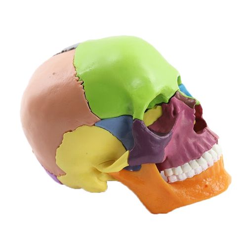 医学可拆分卸15部件1:2人体彩色头骨模型头颅骷髅头艺用医用口腔 1:2