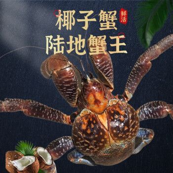 冠季椰子蟹特大鲜活海鲜礼盒螃蟹帝王蟹迷你包活 200-500g/只