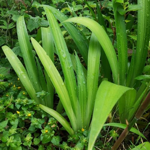 扁竹根irisjaponica鸢尾尾苗射干扁担豆豉叶根扁竹兰绿植