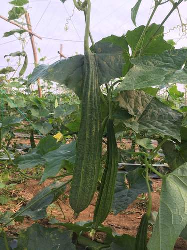 丝瓜新鲜广西农家自种当季蔬菜八角棱角现摘其它