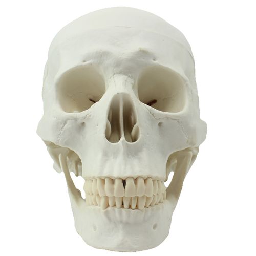 人体头骨模型亚洲头颅骨解剖模型骨骼标本骷髅头仿真人头骨颅骨构造