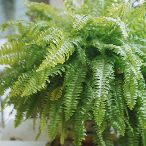 铁线波斯顿盆栽室内好养绿植净化空气观叶植物植物垂吊绿植