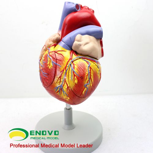 人体心脏解剖模型enovo颐诺放大医学心室心房教学仪器
