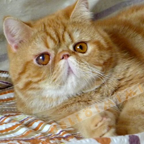 加菲猫配种异短 电影版红虎斑大种公对外配种 北京【hellomimi】