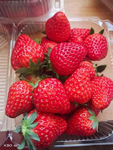 北京昌平兴寿红颜奶油草莓孕妇儿童新鲜水果采摘现货现发顺丰包邮