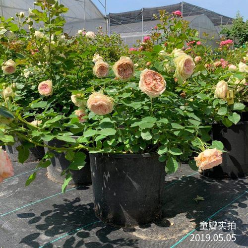 新品门廊绒球月季盆栽花阳台庭院植物花卉玫瑰花3加仑