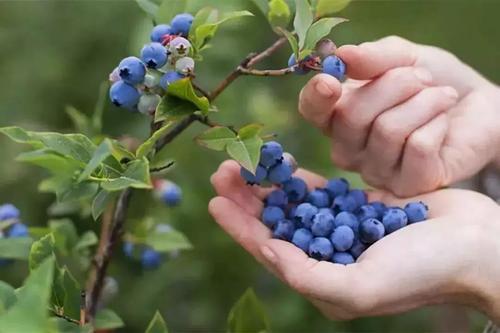 3,公爵北高丛早熟蓝莓,树木生长势强,直立型.